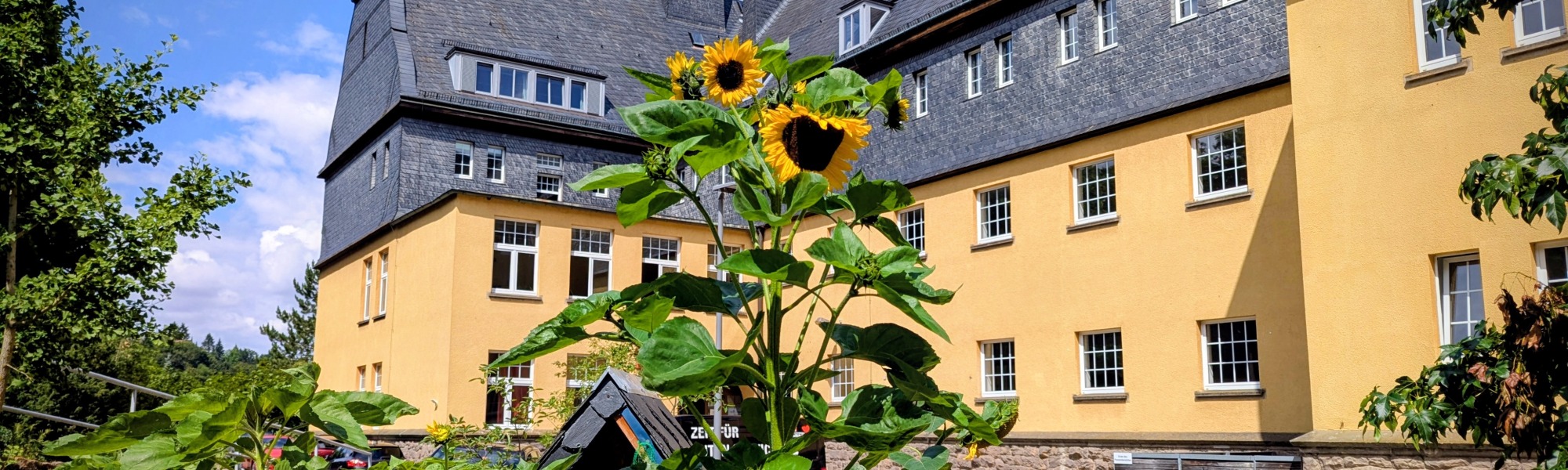 Schulhof Sonnenblume