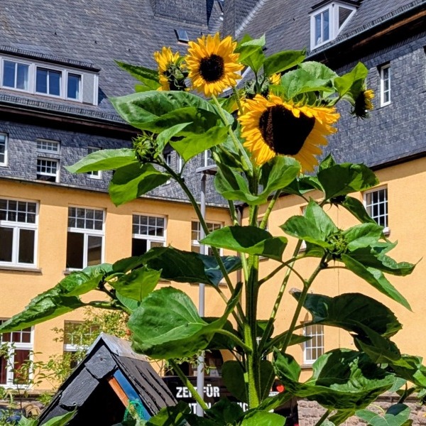 Schulhof-Sonnenblume